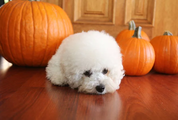 Purebred Bichon Frise Puppy Orange Pumpkins Μία Χρονη Bichon Frise — Φωτογραφία Αρχείου