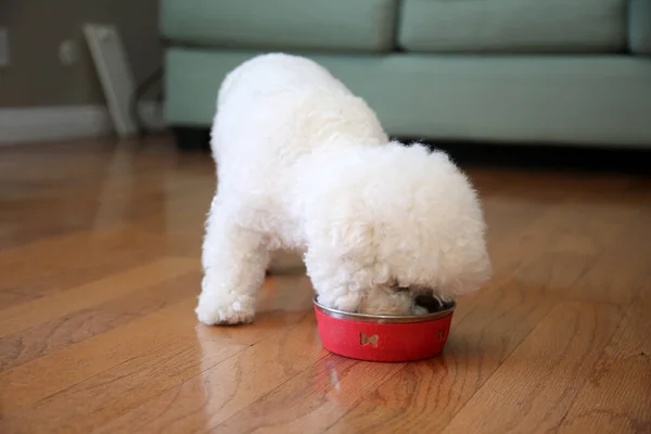 Dog eating breakfast, lunch or dinner. dog eating. dog food