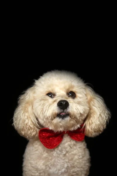 Bonito Bichon Cão Deitado Colando Língua Vestindo Arco Natal Fundo — Fotografia de Stock