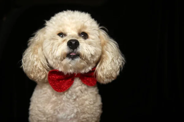 Lindo Perro Bichon Acostado Sacando Lengua Llevando Lazo Navidad Sobre — Foto de Stock