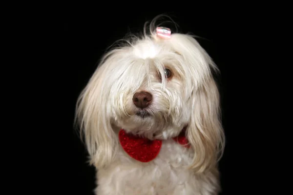 Cute Bichon Dog Laying Sticking Out Tongue Wearing Christmas Bow Stock Image