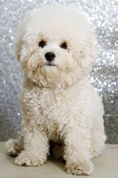 Bichon Frise Dog Beautiful Purebred Bichon Frise Puppy Sits Silver — Foto de Stock