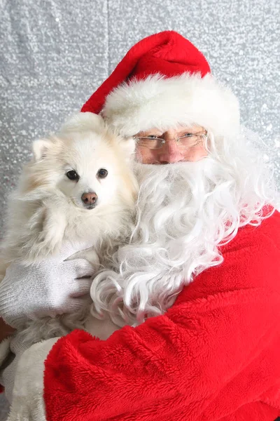 Santa Claus Santa Dog Santa Claus Cute Dog Christmas Christmas — Stock Photo, Image