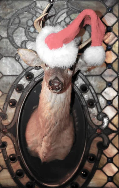 Stuffed Deer Head Santa Claus Hat Mounted Taxidermy Deer Head — Stockfoto