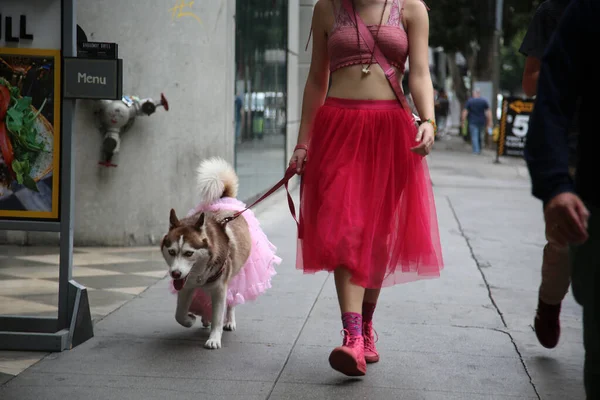 dog in a dress. An unidentifiable person walks a dog in a dress on the streets of Downtown Los Angeles California.
