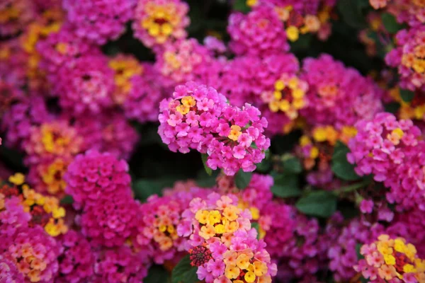 Pink Lantana Flowers Beautiful Pink Lantana Flowers Hints Yellow Green — Photo
