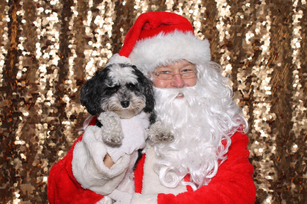 Santa Claus. Santa Claus poses with a Dog for a Christmas Photo Shoot. Gold Sequin background. Christmas holiday images. Dogs love Santa.
