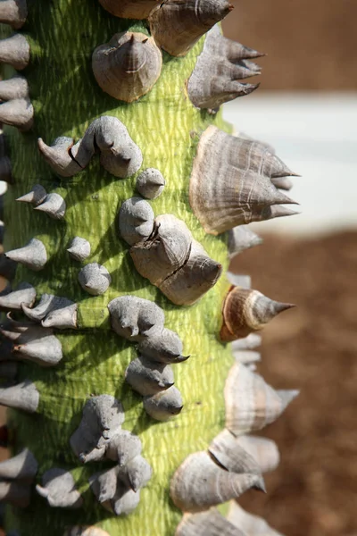 Spiked Tree Trunk Silk Floss Tree Ceiba Speciosa Trunk Its — Stock Photo, Image