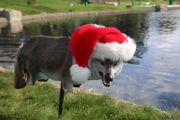 Santa Hat Plastic Wolf Coyote Bird Decoy Decoy Plastic Wolf — Stock Photo, Image