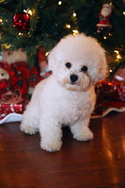 Bichon Frise Noel 'i. Saf cins Bichon Frise Dog Noel ağacı altında çektirdiği Noel fotoğrafı için poz veriyor. Köpekler Noel 'i sever. Hepinize iyi tatiller. Noel Köpeği. Kırmızı Kadife Noel Elbisesi Giyen Köpek. Noel Elbisesi İçinde Beyaz Köpek.  
