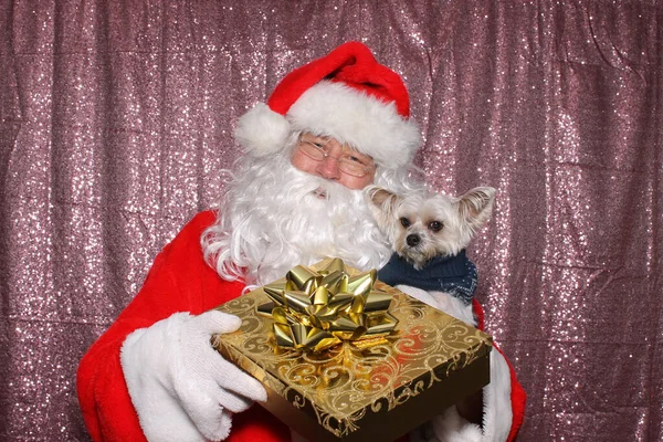 Santa Claus Dog Santa Holds Small Morkie Dog Gold Christmas — ストック写真