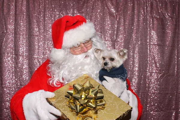 Santa Claus Dog Santa Holds Small Morkie Dog Gold Christmas — Photo