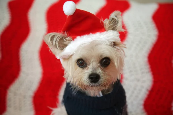 Small Dog Christmas Morkie Half Maltese Yorkie Dog Smiles His — Stock Photo, Image