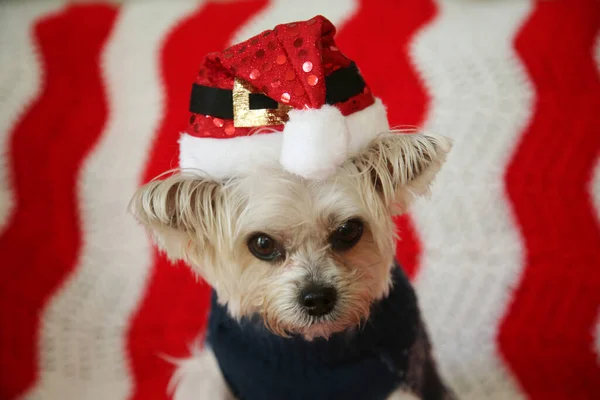 Small Dog Christmas Morkie Half Maltese Yorkie Dog Smiles His — Stock Photo, Image