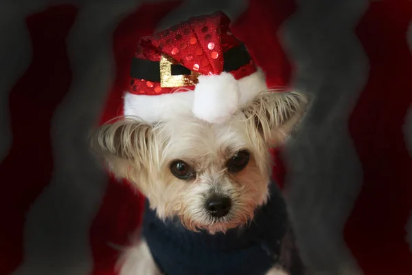 Small Dog Christmas Morkie Half Maltese Yorkie Dog Smiles His — Stock Photo, Image