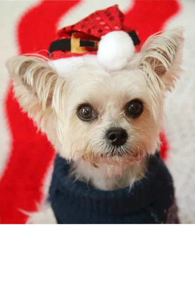 Cute Small Dog Christmas Morkie Half Maltese Yorkie Dog Smiles — Stock Photo, Image