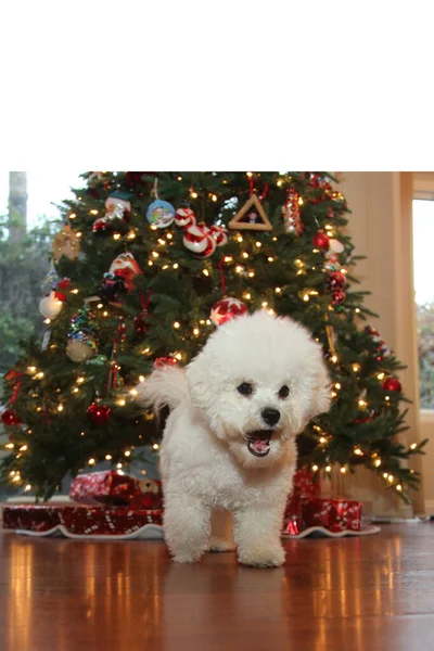 Bichon Frise Navidad Pura Raza Bichon Frise Dog Posa Para —  Fotos de Stock