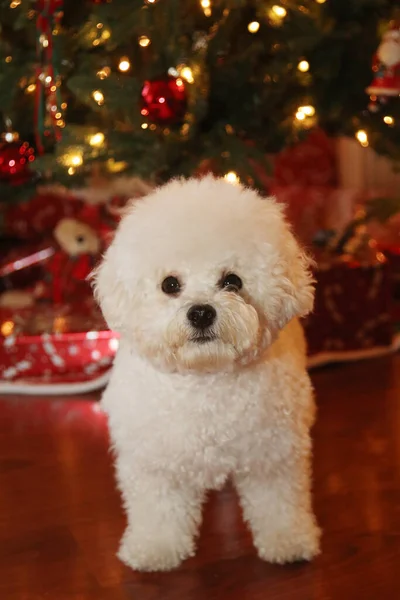 Bichon Frise Kerstmis Pure Ras Bichon Frise Dog Poseert Voor — Stockfoto