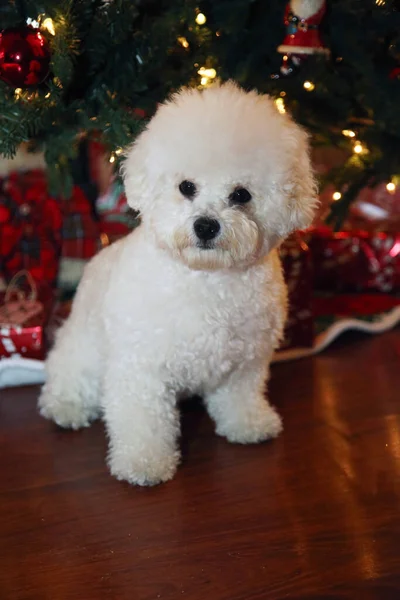 Bichon Frise Weihnachten Rasse Bichon Frise Dog Posiert Für Ihr — Stockfoto