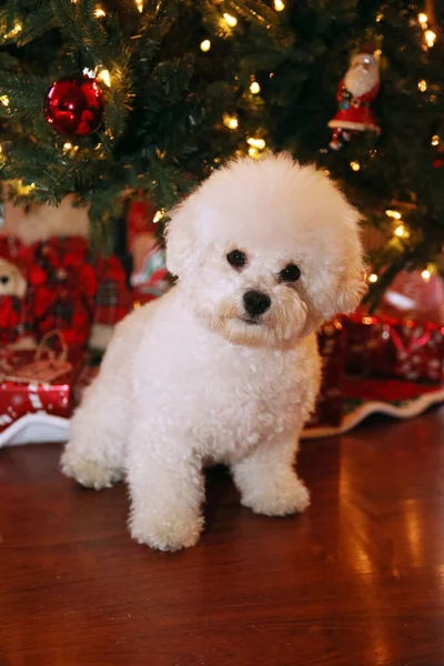 Bichon Frise Weihnachten Rasse Bichon Frise Dog Posiert Für Ihr — Stockfoto