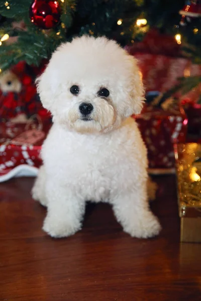 Bichon Frise Navidad Pura Raza Bichon Frise Dog Posa Para — Foto de Stock