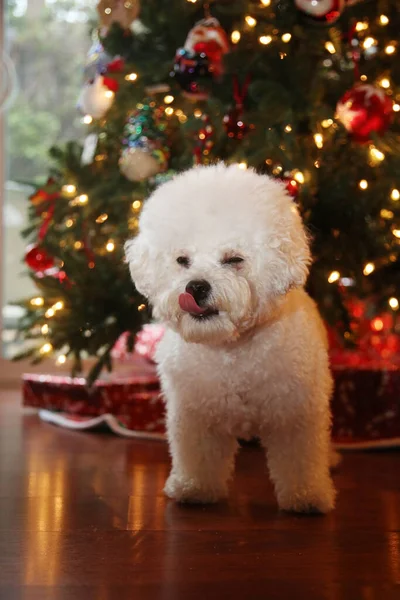 Bichon Frise Navidad Pura Raza Bichon Frise Dog Posa Para — Foto de Stock