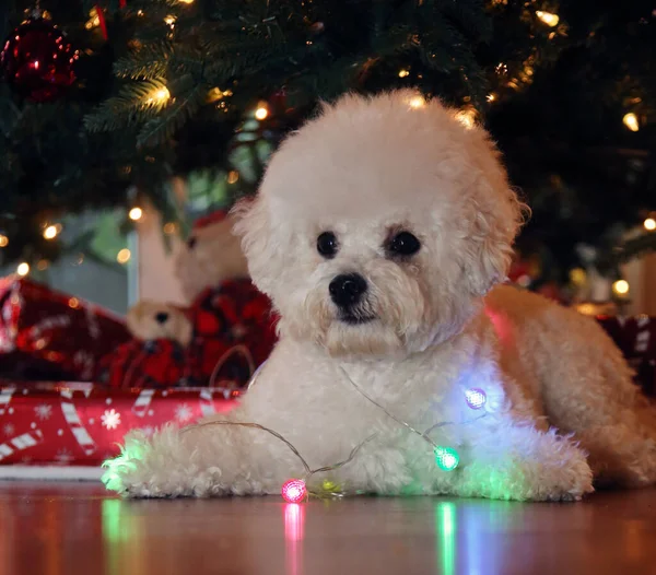 Bichon Frise Weihnachten Rasse Bichon Frise Dog Posiert Für Ihr — Stockfoto