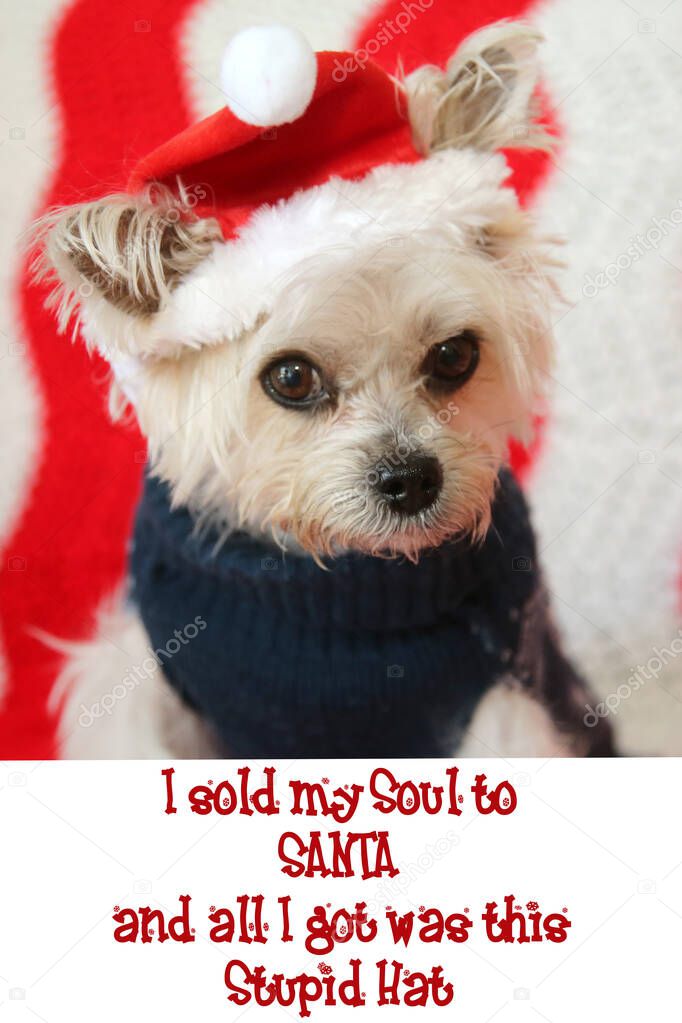 FUNNY Small dog Christmas. A Morkie half Maltese - Yorkie dog is NOT AMUSED as he wears a Santa Hat for his Christmas Portrait. Text reads 