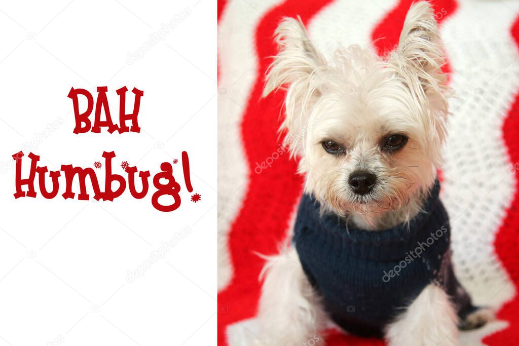 FUNNY Small dog Christmas. A Morkie half Maltese - Yorkie dog smiles for his Christmas Portrait. Small dog is Mad at his photo shoot. Christmas Text reads 