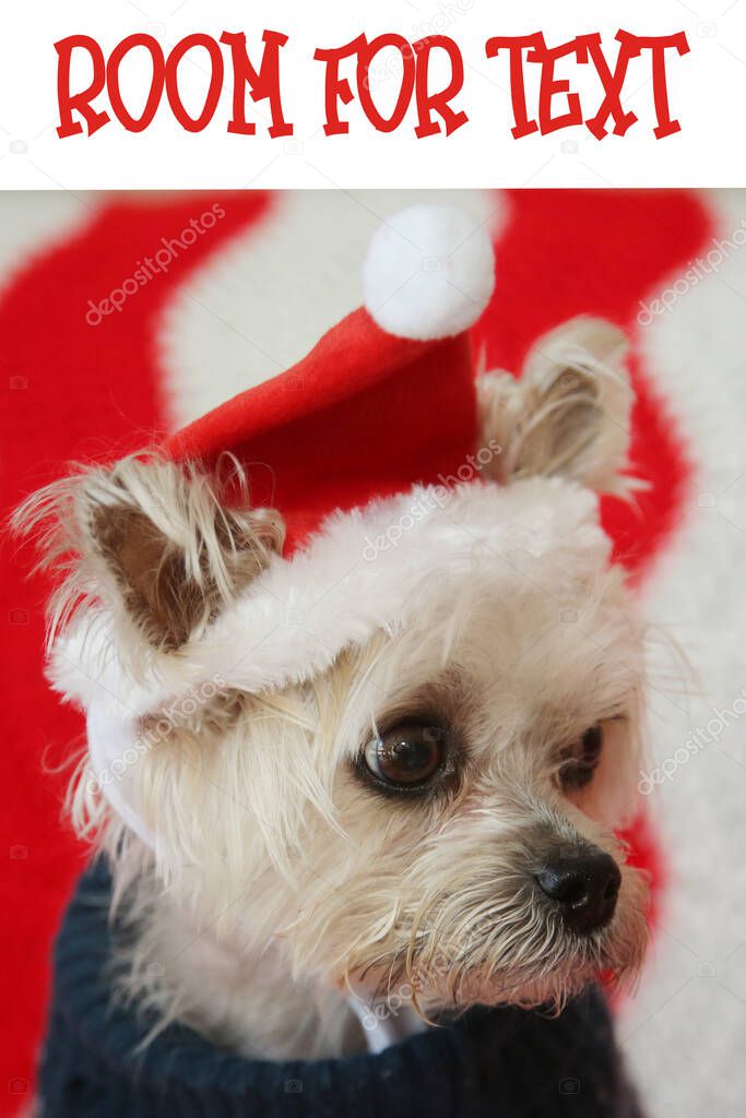 Small dog Christmas. A Morkie half Maltese - Yorkie dog smiles for his Christmas Portrait. Small Dog in a Santa Claus hat with a Red and White Background. 