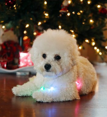 Bichon Frise Noel 'i. Saf cins Bichon Frise Dog Noel ağacı altında çektirdiği Noel fotoğrafı için poz veriyor. Köpekler Noel 'i sever. Hepinize iyi tatiller. Noel Köpeği. Kırmızı Kadife Noel Elbisesi Giyen Köpek. Noel Elbisesi İçinde Beyaz Köpek. Noel. 