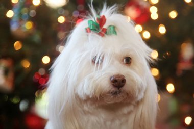 Noel zamanı. Güzel Noel Köpeği. Güzel bir Beyaz Köpek Noel ağacı tarafından Noel portreleri için poz veriyor. Maltese Dog Noel fotoğrafı için Noel ağacının altında poz veriyor. Köpekler Noel 'i sever. Hepinize iyi tatiller. Mutlu noeller. Xmas Köpeği.
