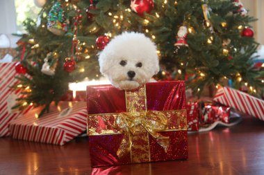 Bichon Frise Noel 'i. Saf cins Bichon Frise Dog Noel ağacı altında çektirdiği Noel fotoğrafı için poz veriyor. Köpekler Noel 'i sever. Hepinize iyi tatiller. Noel Köpeği. Kırmızı Kadife Noel Elbisesi Giyen Köpek. Noel Elbisesi İçinde Beyaz Köpek. Noel.  