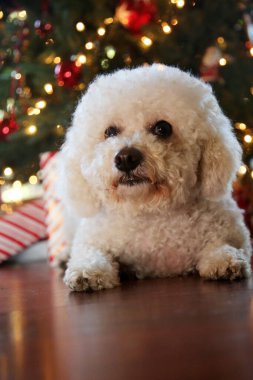 Bichon Frise Noel 'i. Saf cins Bichon Frise Dog Noel ağacı altında çektirdiği Noel fotoğrafı için poz veriyor. Köpekler Noel 'i sever. Hepinize iyi tatiller. Noel Köpeği. Kırmızı Kadife Noel Elbisesi Giyen Köpek. Noel Elbisesi İçinde Beyaz Köpek. Noel.  