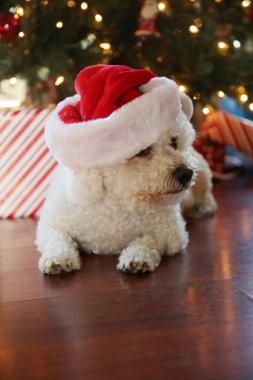 Bichon Frise Noel 'i. Saf cins Bichon Frise Dog Noel ağacı altında çektirdiği Noel fotoğrafı için poz veriyor. Köpekler Noel 'i sever. Hepinize iyi tatiller. Noel Köpeği. Kırmızı Kadife Noel Elbisesi Giyen Köpek. Noel Elbisesi İçinde Beyaz Köpek. Noel.  