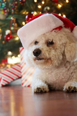 Bichon Frise Noel 'i. Saf cins Bichon Frise Dog Noel ağacı altında çektirdiği Noel fotoğrafı için poz veriyor. Köpekler Noel 'i sever. Hepinize iyi tatiller. Noel Köpeği. Kırmızı Kadife Noel Elbisesi Giyen Köpek. Noel Elbisesi İçinde Beyaz Köpek. Noel.  