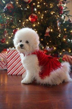 Bichon Frise Noel 'i. Saf cins Bichon Frise Dog Noel ağacı altında çektirdiği Noel fotoğrafı için poz veriyor. Köpekler Noel 'i sever. Hepinize iyi tatiller. Noel Köpeği. Kırmızı Kadife Noel Elbisesi Giyen Köpek. Noel Elbisesi İçinde Beyaz Köpek. Noel.  