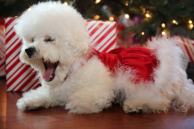 Bichon Frise Noel 'i. Saf cins Bichon Frise Dog Noel ağacı altında çektirdiği Noel fotoğrafı için poz veriyor. Köpekler Noel 'i sever. Hepinize iyi tatiller. Noel Köpeği. Kırmızı Kadife Noel Elbisesi Giyen Köpek. Noel Elbisesi İçinde Beyaz Köpek. Noel.  