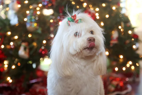 Weihnachten Schöner Weihnachtshund Ein Schöner Weißer Hund Posiert Für Weihnachtsporträts — Stockfoto