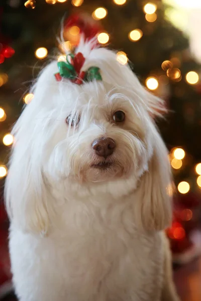 Weihnachten Schöner Weihnachtshund Ein Schöner Weißer Hund Posiert Für Weihnachtsporträts — Stockfoto