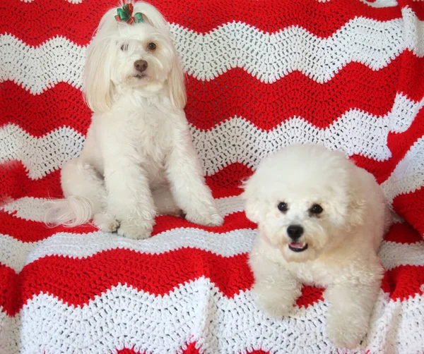 Christmas Funny Dog Photo Beautiful White Dog Pose While Wearing — Stock Photo, Image