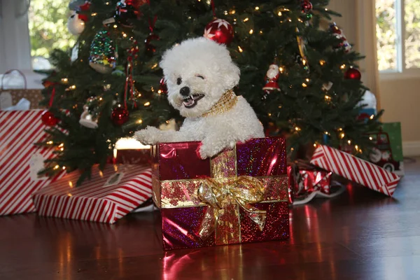 ビション フライズ クリスマス 純粋な品種Bichon Frise Dogは彼女のクリスマスツリーの下で彼女のクリスマス写真のポーズをとります 犬はクリスマスが大好きです 幸せな休日をすべてに クリスマス ドッグ — ストック写真