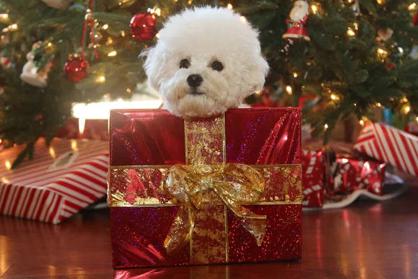 Natal Bichon Frise Raça Pura Bichon Frise Dog Posa Para — Fotografia de Stock