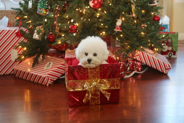 Bichon Frise Navidad Pura Raza Bichon Frise Dog Posa Para —  Fotos de Stock