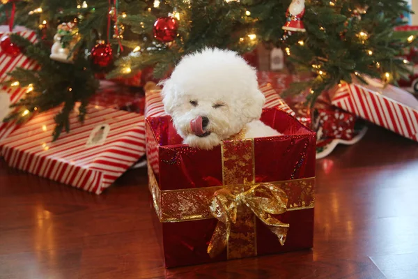 Bichon Frise Weihnachten Rasse Bichon Frise Dog Posiert Für Ihr — Stockfoto