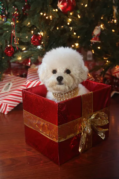 Natal Bichon Frise Raça Pura Bichon Frise Dog Posa Para — Fotografia de Stock