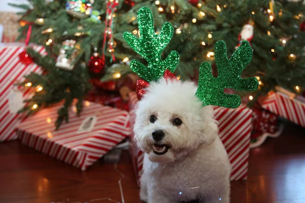 Bichon Frise Weihnachten Rasse Bichon Frise Dog Posiert Für Ihr — Stockfoto