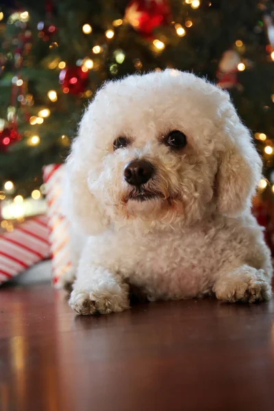 Natal Bichon Frise Raça Pura Bichon Frise Dog Posa Para — Fotografia de Stock