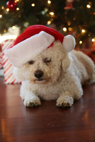 Bichon Frise 크리스마스 Bichon Frise Dog 크리스마스 사진을 크리스마스 트리에 — 스톡 사진