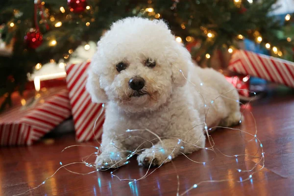 Bichon Frise Weihnachten Rasse Bichon Frise Dog Posiert Für Ihr — Stockfoto